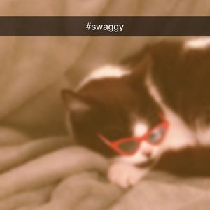 Meet your Posher, Elliot